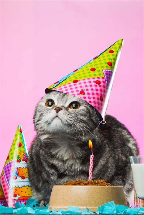 Cat Birthday Background