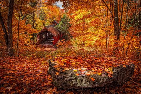 Why Is There Such Beautiful Fall Color in Michigan? | CHOP