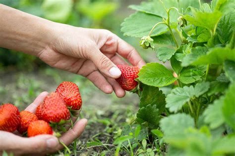 How and When to Harvest Strawberries | Gardener’s Path