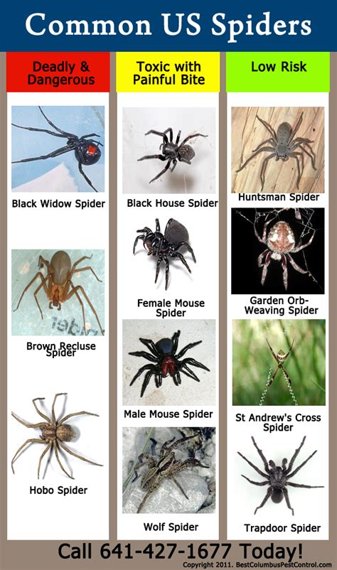 Spider Identification Chart Tennessee