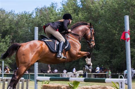 The Hanoverian Breed, Are They The Best Show Jumping Horses?