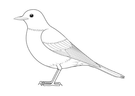 How to Draw a Bird Step by Step Side View - EasyDrawingTips