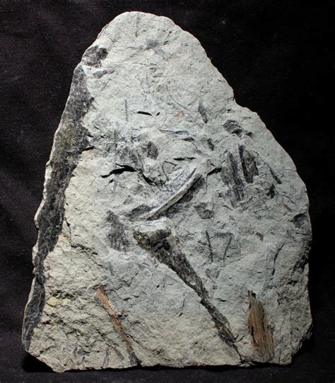 Archaeopteris Devonian Plant Fossil