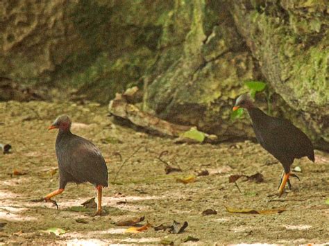 Micronesian Megapode - eBird