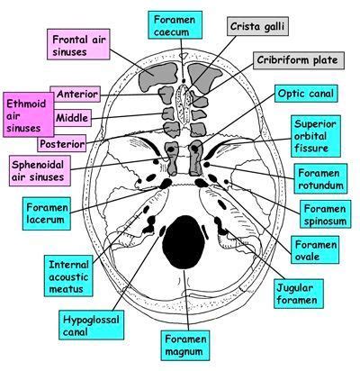 Structures passing through foramina of skull | Cranial nerves, Dental ...