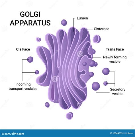 Illustration of the Golgi Apparatus Structure. Vector Infographics ...