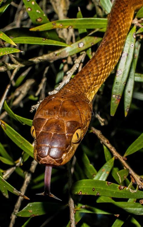 Brown Tree Snake | Brown tree snake, Reptiles and amphibians, Amphibians