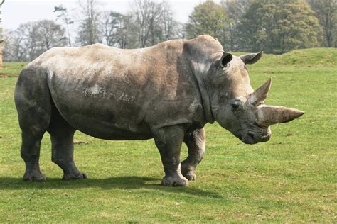 White Rhinoceros Charging | Amazing Facts & Latest Pictures | All ...