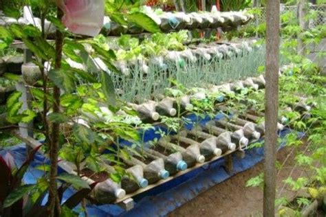 PWDs train in organic vegetable production and container gardening ...