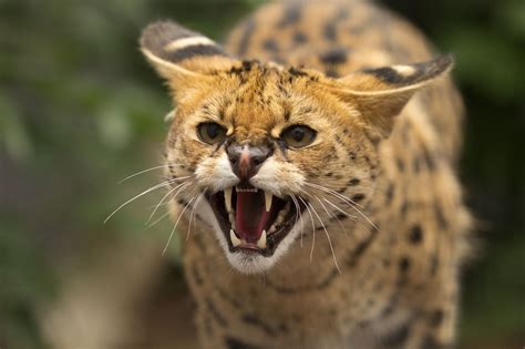 Fond d'écran : 4000x2666 px, en colère, animal, chat, visage, Serval ...