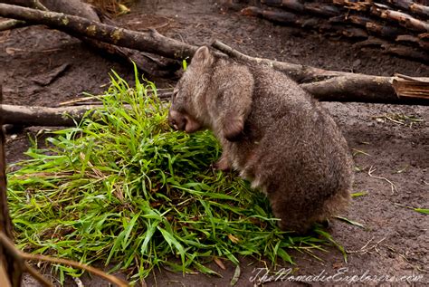 Healesville Sanctuary: Explore a bushland haven for Australian wildlife ...