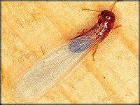 Drywood Termites: Signs & Symptoms of Infestation