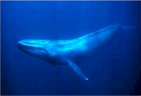 BLUE WHALE CONSERVATION AND HABITAT ~ planetanimalzone