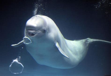 10 Beluga Whales Who Are The Happiest Creatures Alive