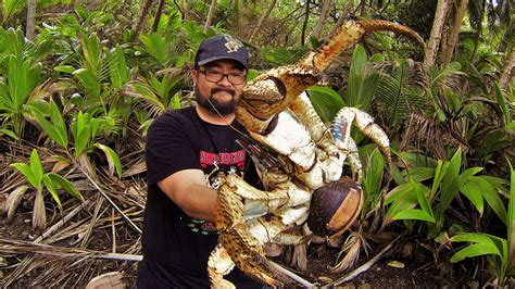 Holy Crab! Fearless Australian Poses With Massive Coconut Crab ...