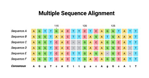 Multiple Sequence Alignment (DNA) | BioRender Science Templates