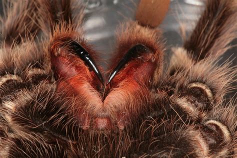 Tarantula fangs | Flickr - Photo Sharing!