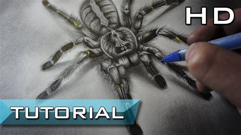 Realistic Spider Drawing