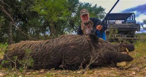 Hog Hunting | 60+ Species Available for Hunt | Ox Ranch - Texas