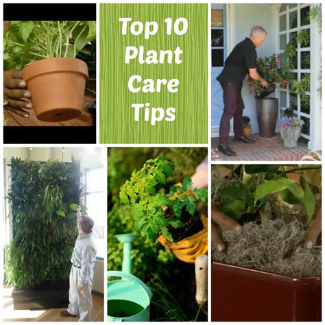 Top Ten Plant Care Tips | Plant care, Plants, Plant health