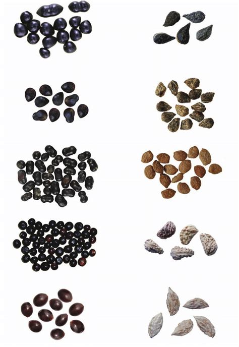 Fruits and seeds of fi ve species of Rauvolfi a: a & b. Fruits and ...