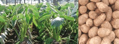 Taro plants (eddoe type) cultivated in the field (left panel) and ...