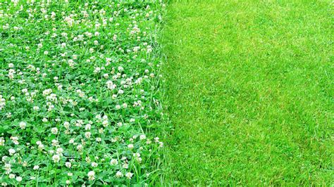 Why Should You Consider a Microclover Lawn? - Tamborasi