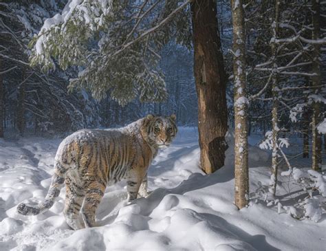 Photographer Captures Rare Glimpse of Siberian Tiger in Its Natural ...