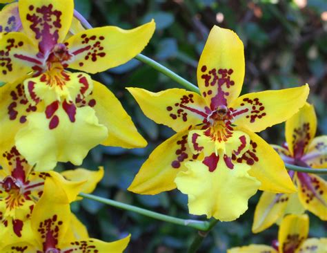 Eco-Patch Test Garden Debuts - The Potrero View – Telegraph