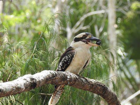 Laughing Kookaburra - The Australian Museum