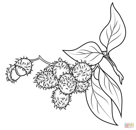 Rambutan Branch coloring page | Free Printable Coloring Pages