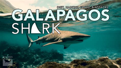 Galapagos shark | Size, Diet, Habitat, Facts, and Attacks – sharksinfo.com