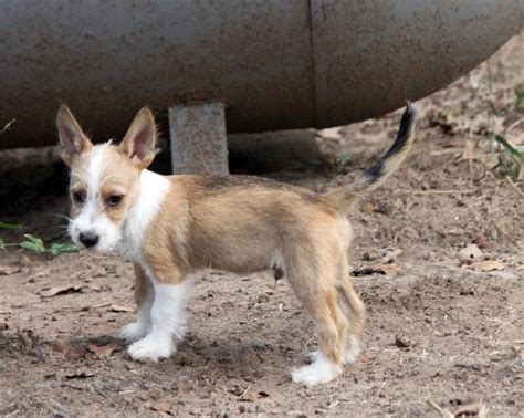 Portuguese Podengo Puppies For Sale | Austin, TX #222202