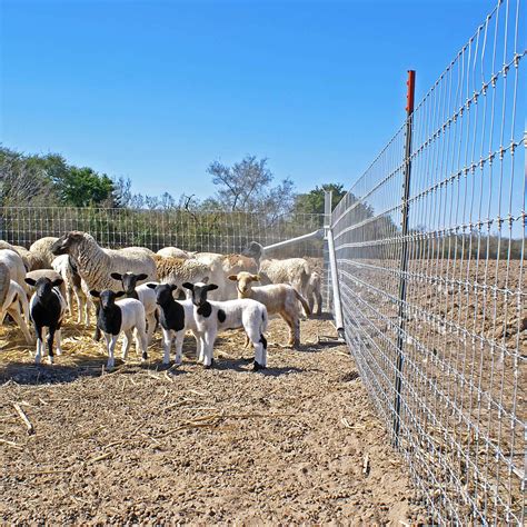 Goat-Tuff - Keep Your Goats Safe with Our Fixed Knot Fence