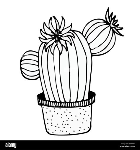 doodle illustration cactus black on white Stock Vector Image & Art - Alamy