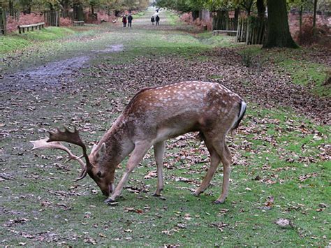 Dunham Massey | The deer park | Maria-H | Flickr