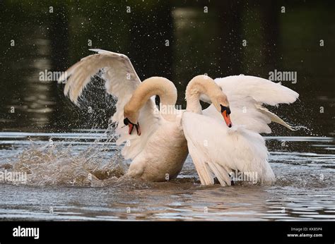 Fighting Male Swans Stock Photo - Alamy