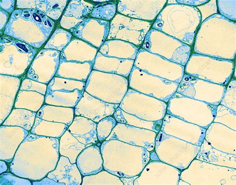 Vascular Cambium, LM - Stock Image - C025/2873 - Science Photo Library