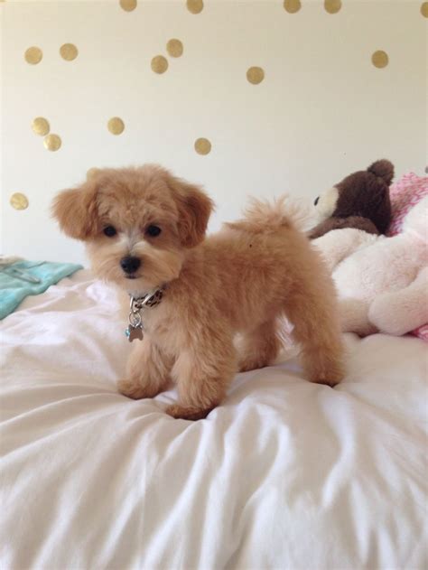 50 Gorgeous Photo Lovely Maltipoo | Best Pictures | Maltipoo puppy ...