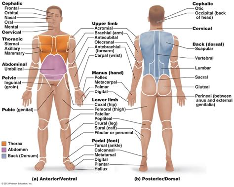 Anatomy and Physiology 101-Chapters 1-3 Study Guide -MSJC Diagram | Quizlet