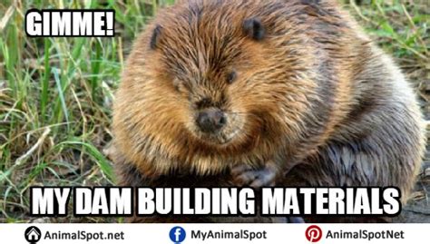 Beaver Memes