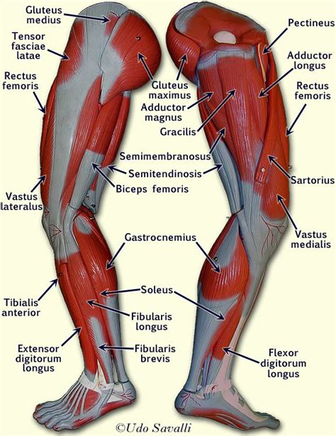 BIO201-Leg Muscles | Leg muscles anatomy, Muscle anatomy, Medical anatomy