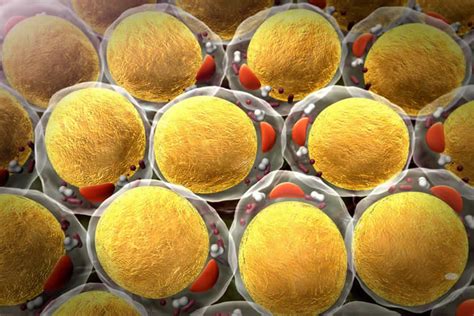 Fat Cells Work Different 'Shifts' Throughout the Day - Neuroscience News