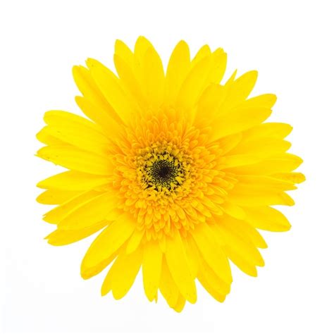 Free Photo | Yellow flower on a white background