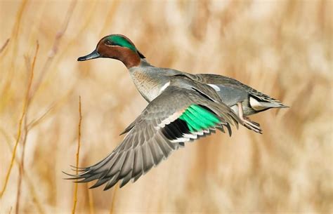 Green-winged Teal male Teal Duck, Teal Bird, Duck Mount, Blue Winged ...