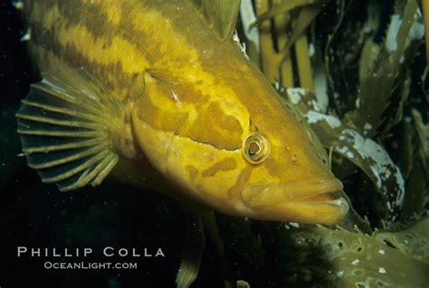 Giant Kelpfish, Master of Camouflage – Natural History Photography Blog