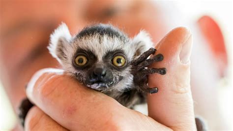 Ring-tailed lemur baby fights for survival - CGTN