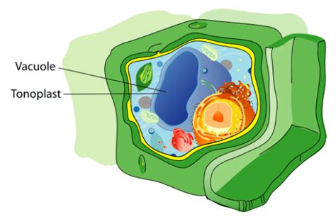 Difference Between Lysosome and Vacuole | Compare the Difference ...