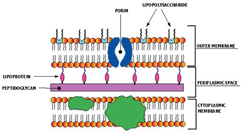 Peptidoglycan Structure Bacterial Cell Wall