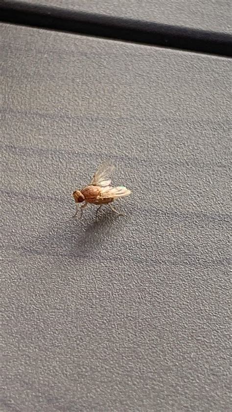 Is this an albino fly? : r/whatsthisbug